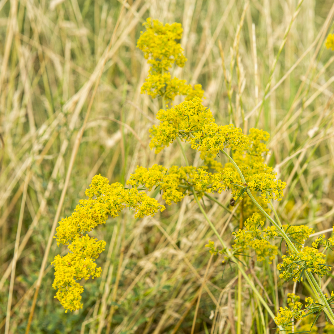 Galium verum (Echtes Labkraut)