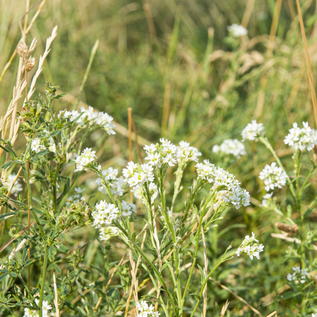 Berteroa incana (Graukresse)