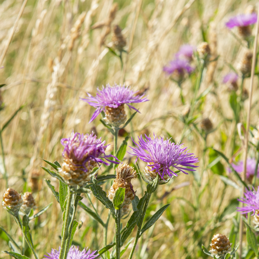 Centaurea jacea (Flockenblume)