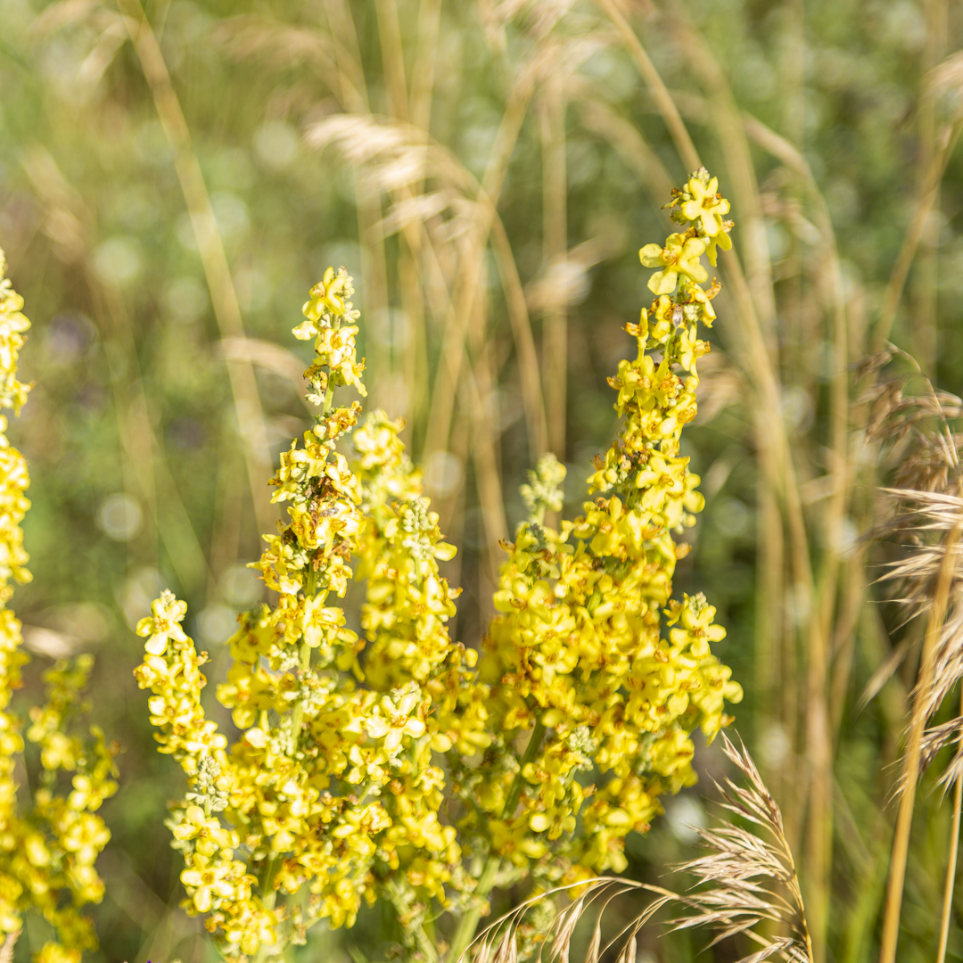 Verbascum (Königskerze)
