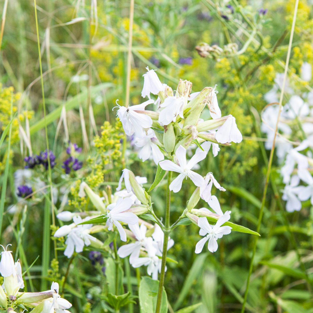 Saponaria officinalis (Seifenkraut)
