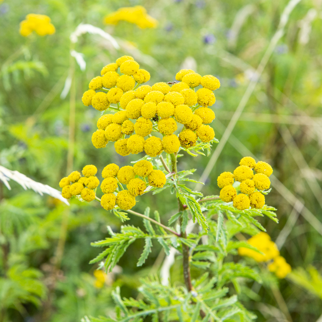 Tanacetum vulgare (Rainfarn