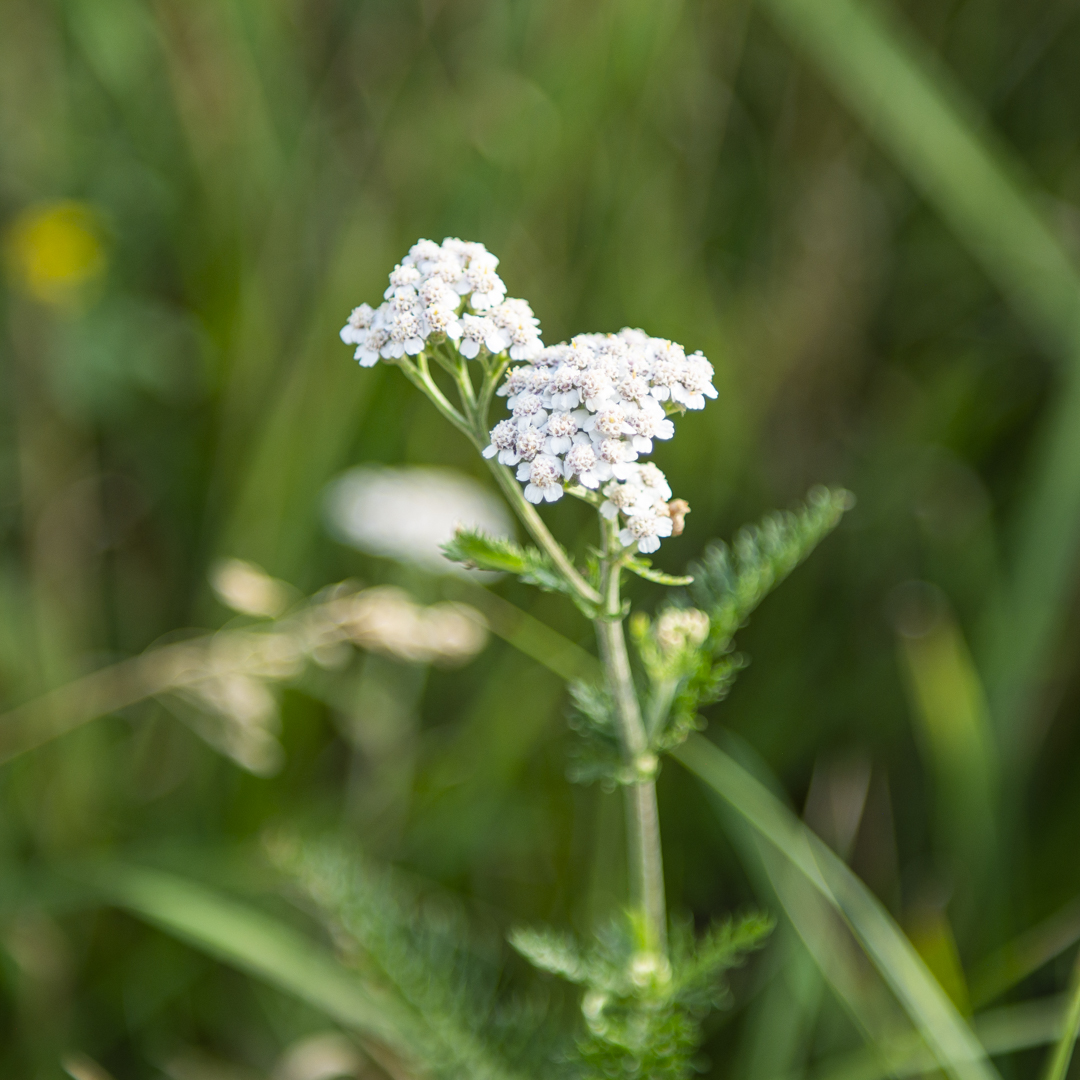 Achillea millefolium (Schafgarbe)