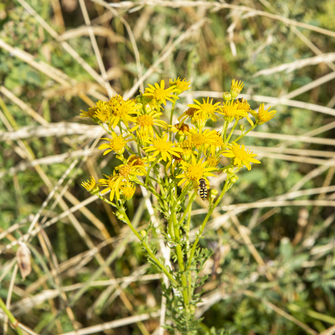 Senecio jacobaea (Jakobs-Greiskraut)