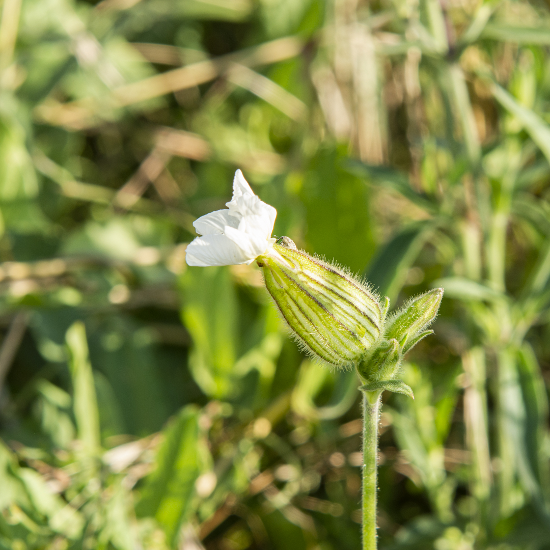 Silene vulgaris (Leimkraut)