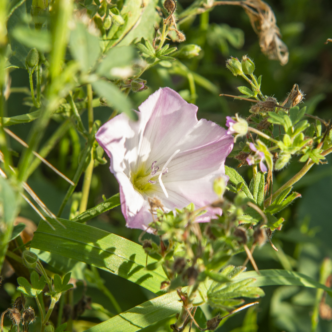 Convolvulus arvensis (Ackerwinde)